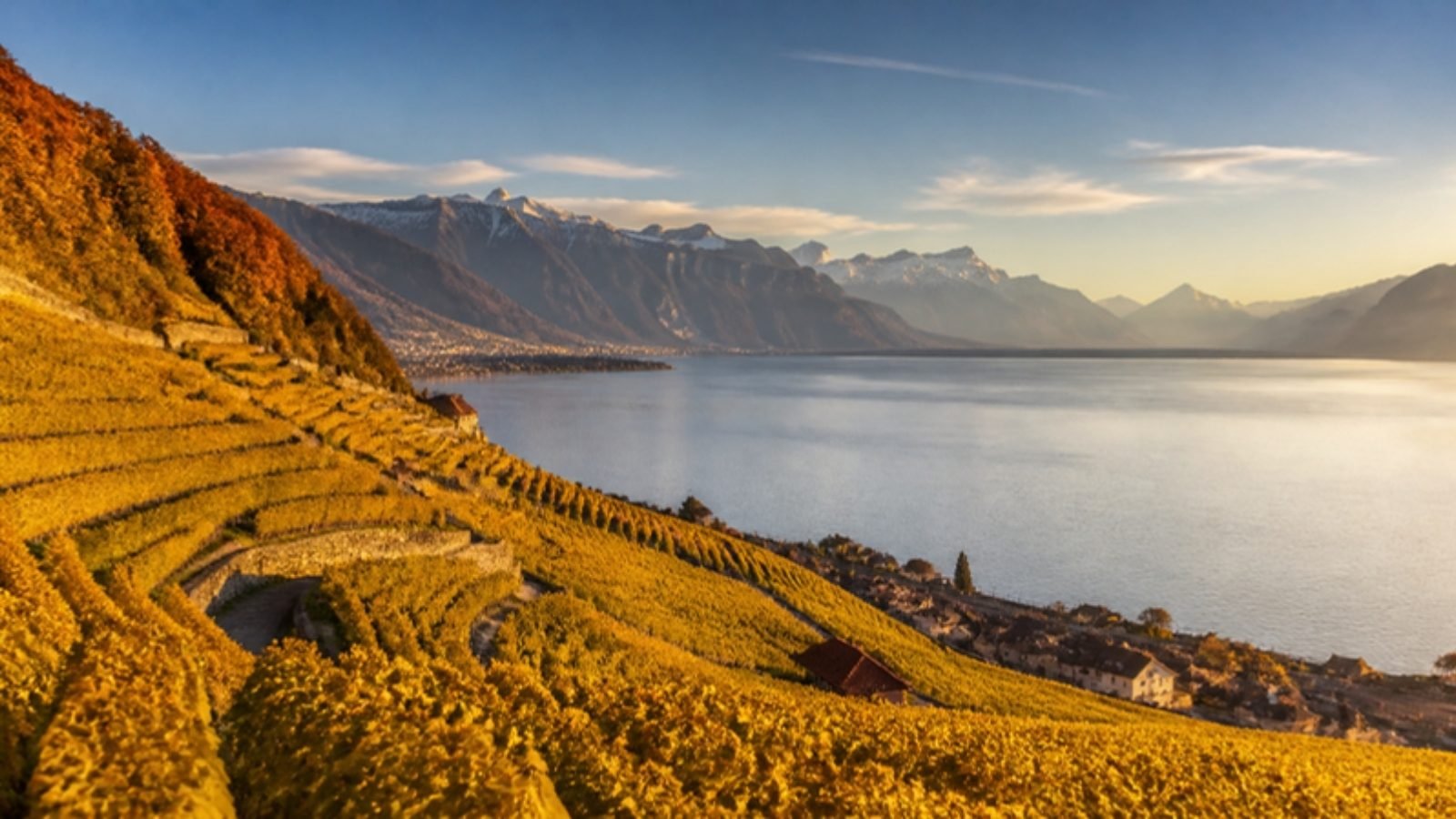 Vignobles de Lavaux au-dessus du lac Léman, Suisse romande